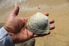 Pinctada mazatlanica