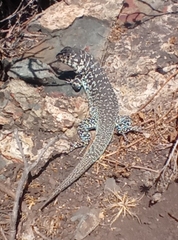 Liolaemus zapallarensis