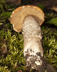 Leccinum insigne
