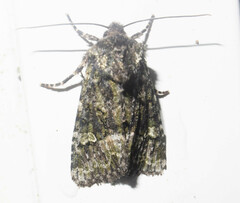 Lacinipolia olivacea