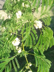 Enterolobium contortisiliquum