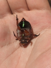 Anoplognathus