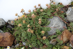Geum reptans
