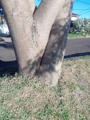 Enterolobium contortisiliquum