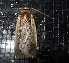 Ochropleura implecta