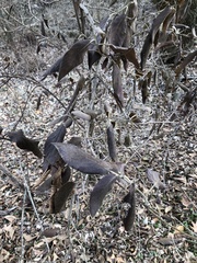 Viburnum rhytidophyllum