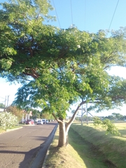 Enterolobium contortisiliquum