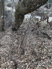 Viburnum rhytidophyllum