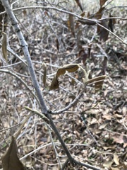 Viburnum rhytidophyllum