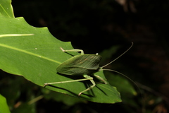 Mastighaphoides haffneri