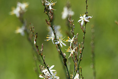 Chlorophytum capense