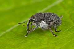 Zacladus