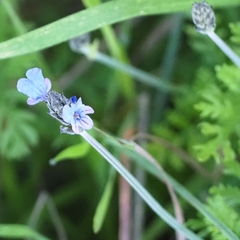 Lavandula multifida