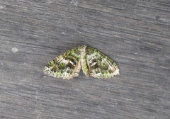 Austrocidaria similata