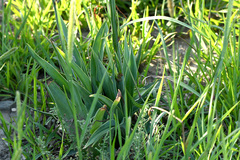 Chlorophytum capense
