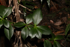 Alyxia magnifolia