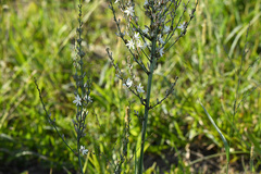 Chlorophytum capense