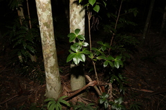 Alyxia magnifolia