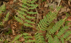 Pteridium aquilinum latiusculum