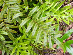 Blechnum procerum