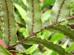 Blechnum procerum