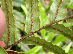 Blechnum procerum