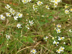 Symphyotrichum depauperatum
