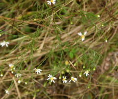 Symphyotrichum depauperatum