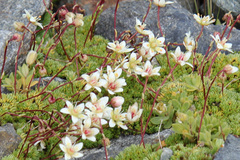 Saxifraga bryoides