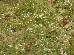 Symphyotrichum depauperatum