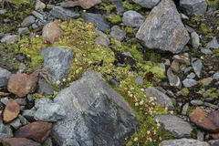 Saxifraga bryoides