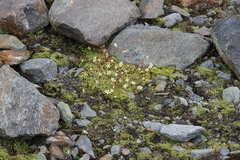 Saxifraga bryoides
