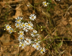 Symphyotrichum depauperatum