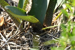 Haemanthus coccineus