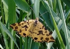 Pseudopanthera macularia