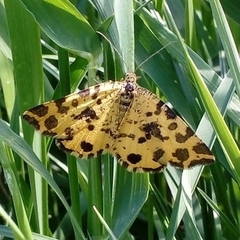 Pseudopanthera macularia