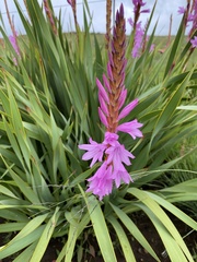 Watsonia densiflora
