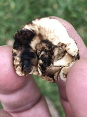 Chlorophyllum molybdites