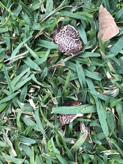 Chlorophyllum molybdites