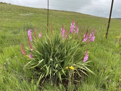 Watsonia densiflora