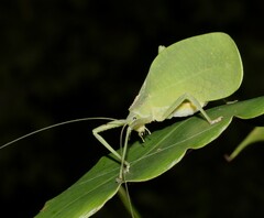 Mastighaphoides haffneri