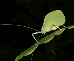 Mastighaphoides haffneri