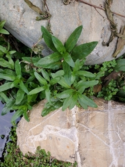 Veronica anagallis-aquatica