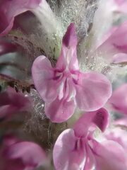 Pedicularis lanata