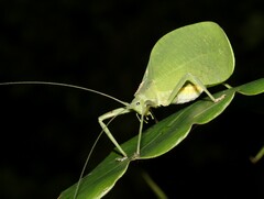 Mastighaphoides haffneri