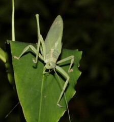 Mastighaphoides haffneri