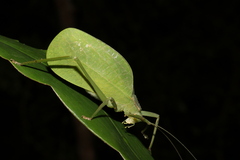Mastighaphoides haffneri