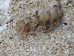 Sparisoma chrysopterum