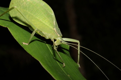 Mastighaphoides haffneri