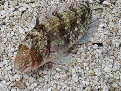 Sparisoma chrysopterum